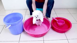Cute dog Bath.