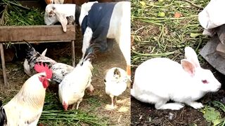 Pets feeding