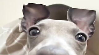 Funny video