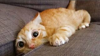 ???? Самые смешные животные ???? Приколы с котами и собаками 2023 ????????  → ???? #Fun_with_Animals →