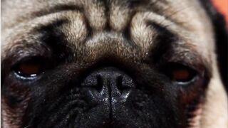 Cute and funny dogs Video