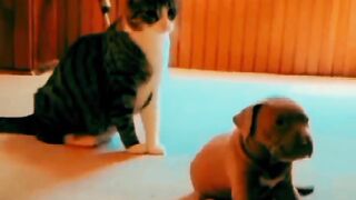 funny animals