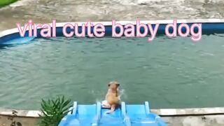 Viral cute baby dog video