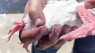 Pigeon in pain