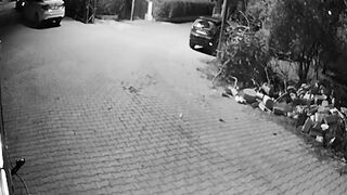 Earth quick in tukia again