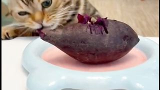 Cute cat ???? eating healthy food #febspot