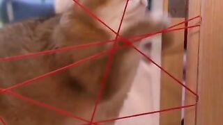 catsx