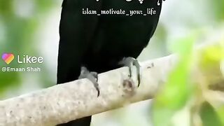 veral video ClipViral video clip