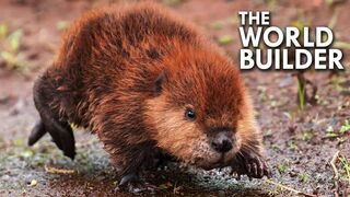 The Giant Pond Rat That Built America