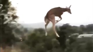 #Wildlife