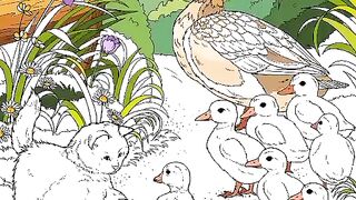 Duck and baby ducks play