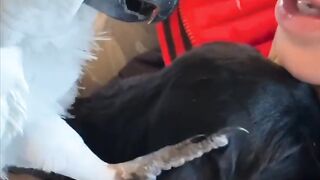 parrot taking