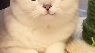 Cat Lover