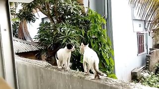 Funny cat video