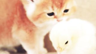 Kitten playin with Tiny chickn