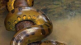 Animais engraçados, anaconda.
