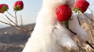 How cute rabbit | white rabbit