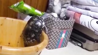 Смешные видео с кошками ???? часть 440