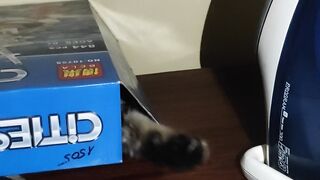 A cat in a box