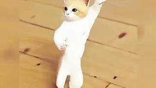 cat dancing ????????