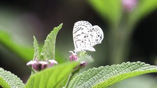 Butterflies fluttering on around flowers