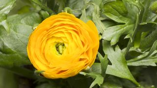 Journey of a flower to its full bloom