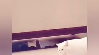 Cute Anamals Video ???? ???? ????‍⬛ ???? ???? ????