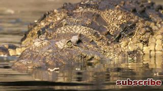 best animal documentarie