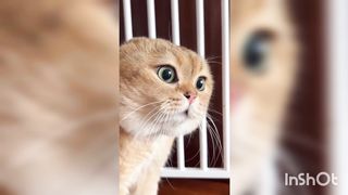 Cats fighting