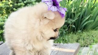 Best Animal Videos Of The Month