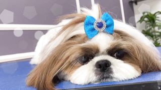 pets & animals dogs