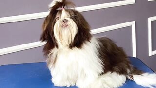 pets & animals dogs