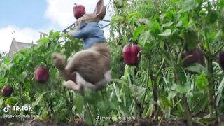 Peter Rabbit Best Scene ????????