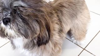 pets & animals dogs