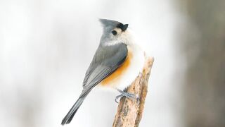 12 Cutest Birds in the World