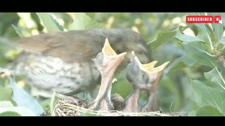 Wild Birds Feeding Their Cute Chicks In The Nest