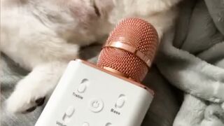 Animal Funny video ????