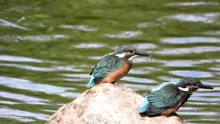 beautiful birds beautifull sound with playing