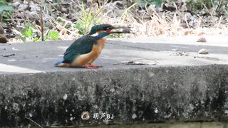 lovely bird happy sound