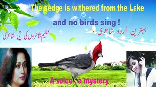 urdu poetry