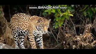 Pets or Animals Videos 22-2-2023-1