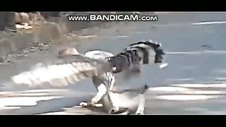 Pets or Animals Videos 22-2-2023-3