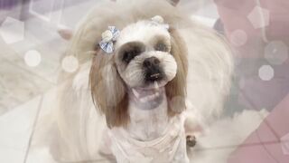 pets & animals dogs