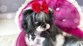 pets & animals dogs