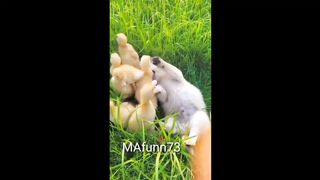 Friendship of duck and dog baby