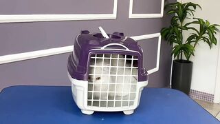 pets & animals dogs