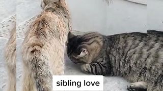 Animals & Pets#play cat s beautifu