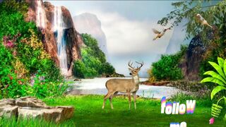 cute Birds and deer