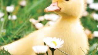 Pet Animals