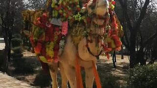 Naughty camel ????????